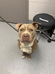 Shelter Stray Male Dog last seen Near, 2600 S Harding St, Indianapolis, IN 46221, USA