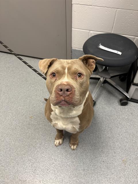 Shelter Stray Male Dog last seen Near, 2600 S Harding St, Indianapolis, IN 46221, USA
