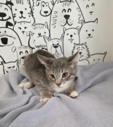 Shelter Stray Male Cat last seen , 957 N Gaffey St, San Pedro, CA 90731, USA