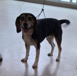 Shelter Stray Female Dog last seen , 957 N Gaffey St, San Pedro, CA 90731, USA