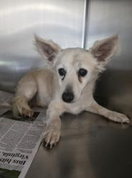 Shelter Stray Male Dog last seen , 957 N Gaffey St, San Pedro, CA 90731, USA