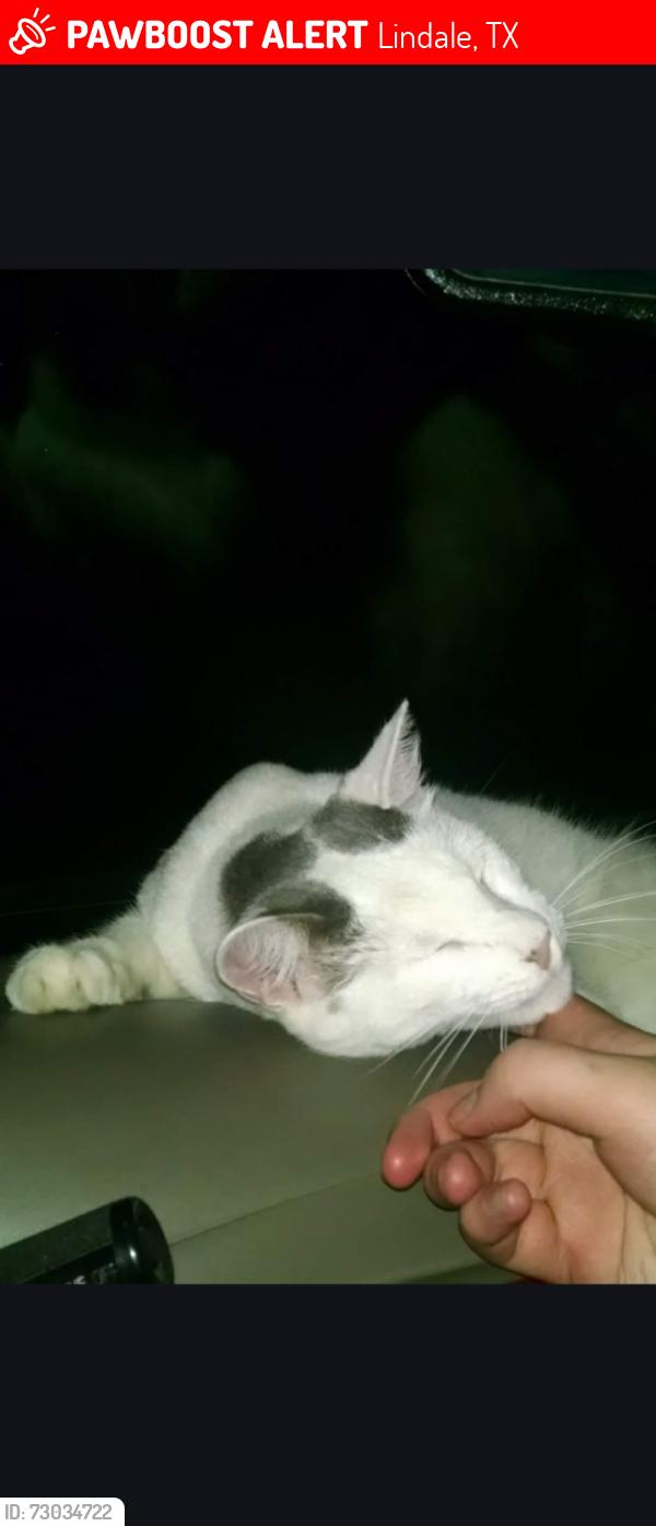 Lost Male Cat last seen Timberwood, Lindale, TX 75771