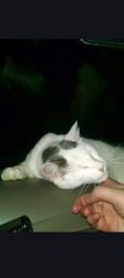 Lost Male Cat last seen Timberwood, Lindale, TX 75771