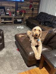 Lost Male Dog last seen William and Mann, Sloan, NY 14206