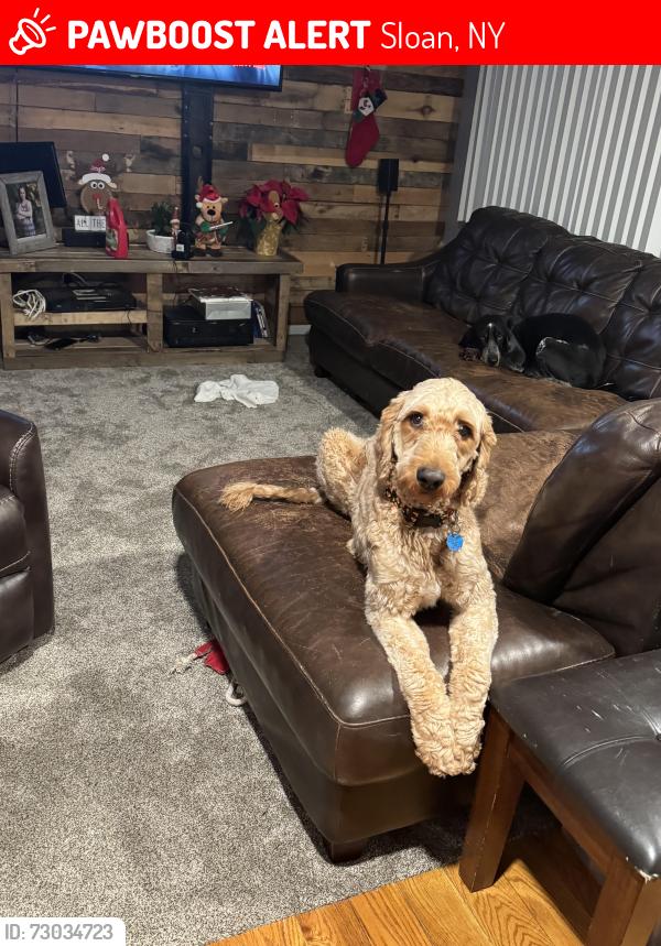 Lost Male Dog last seen William and Mann, Sloan, NY 14206