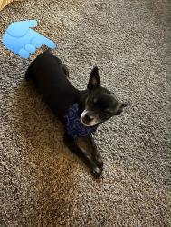 Lost Male Dog last seen Maryland and Tropicana, Paradise, NV 89119