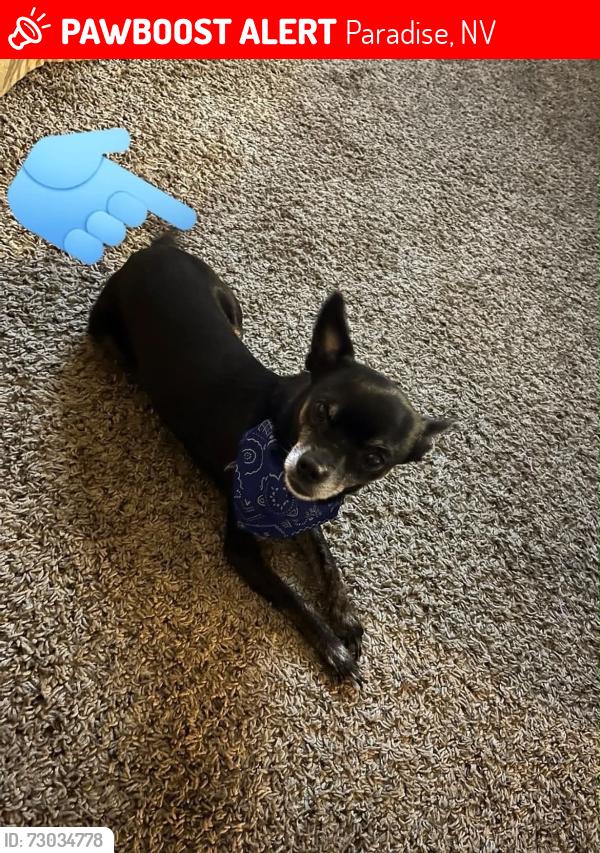 Lost Male Dog last seen Maryland and Tropicana, Paradise, NV 89119