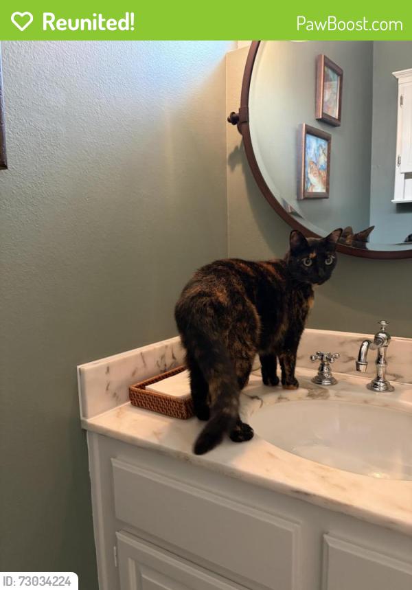 Reunited Unknown Cat last seen Westgate Avenue , Los Angeles, CA 90049