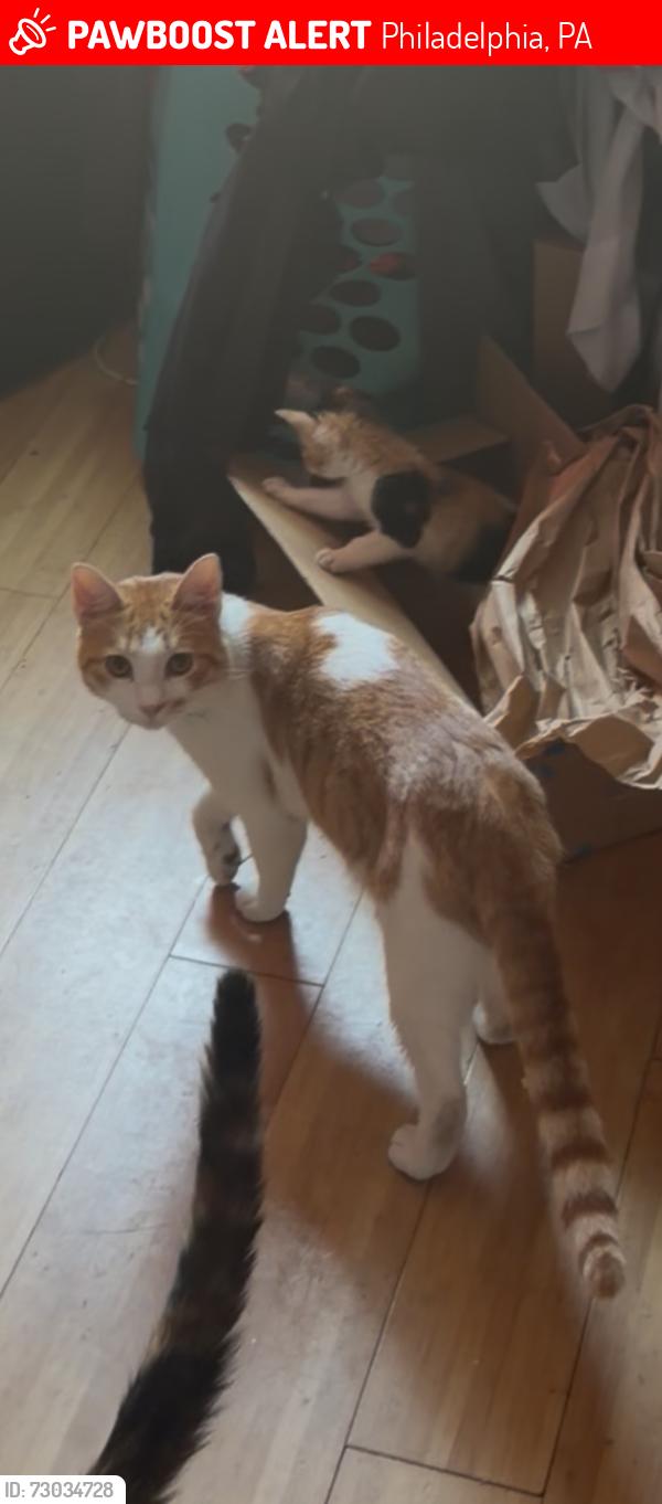 Lost Male Cat last seen Near th & huntingdon st, Philadelphia, PA 19132