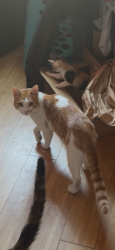 Lost Male Cat last seen Near th & huntingdon st, Philadelphia, PA 19132