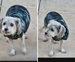 Lost Female Dog last seen S. Pasadena Ave., Azusa, CA 91702