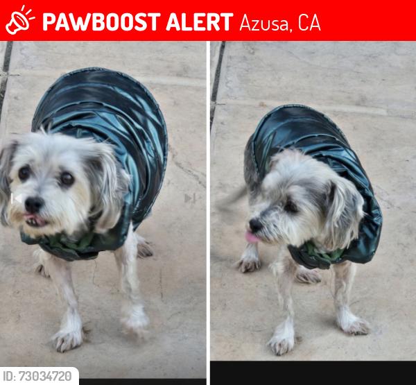 Lost Female Dog last seen S. Pasadena Ave., Azusa, CA 91702