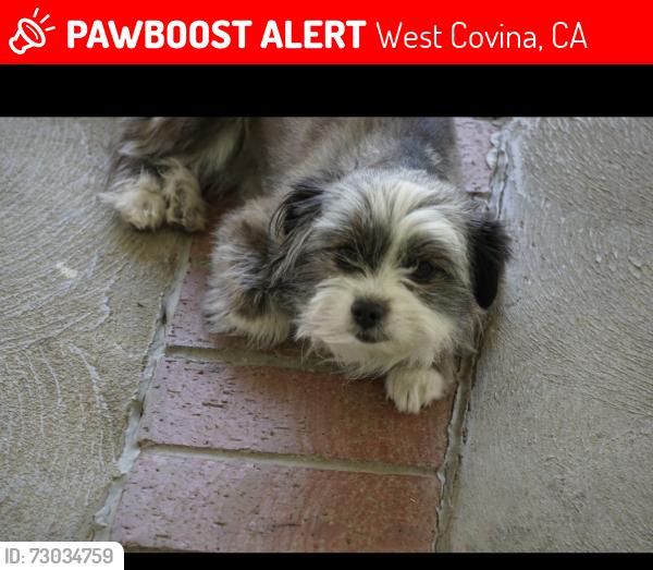 Lost Female Dog last seen California st and Cameron st , West Covina, CA 91790
