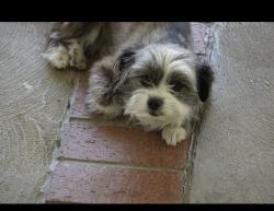 Lost Female Dog last seen California st and Cameron st , West Covina, CA 91790