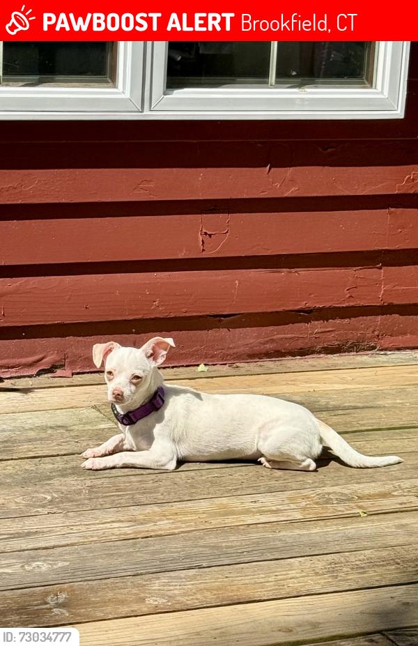 Lost Female Dog last seen Junction Rd, Brookfield, CT 06804