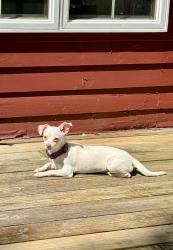 Lost Female Dog last seen Junction Rd, Brookfield, CT 06804