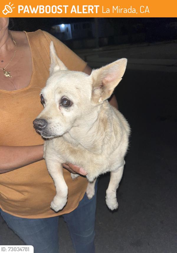 Found/Stray Female Dog last seen Gladeside & Parise, La Mirada, CA 90638