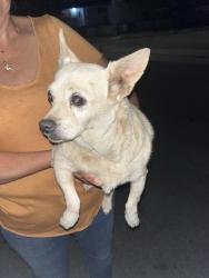 Found/Stray Female Dog last seen Gladeside & Parise, La Mirada, CA 90638