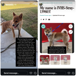 Found/Stray Female Dog last seen Barranca and San Bernardino , Covina, CA 91723