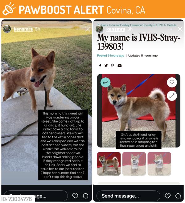 Found/Stray Female Dog last seen Barranca and San Bernardino , Covina, CA 91723
