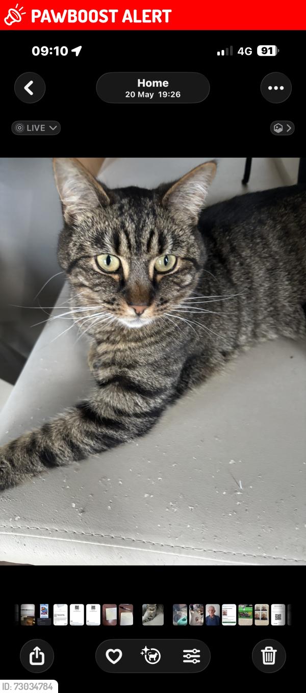 Lost Male Cat last seen Fisher Road , West Lothian, Scotland EH48