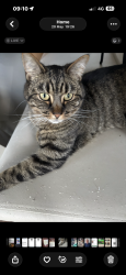 Lost Male Cat last seen Fisher Road , West Lothian, Scotland EH48