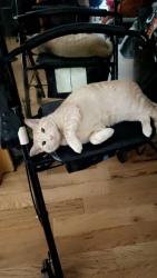 Lost Female Cat last seen Near eldert street , Brooklyn, NY 11207