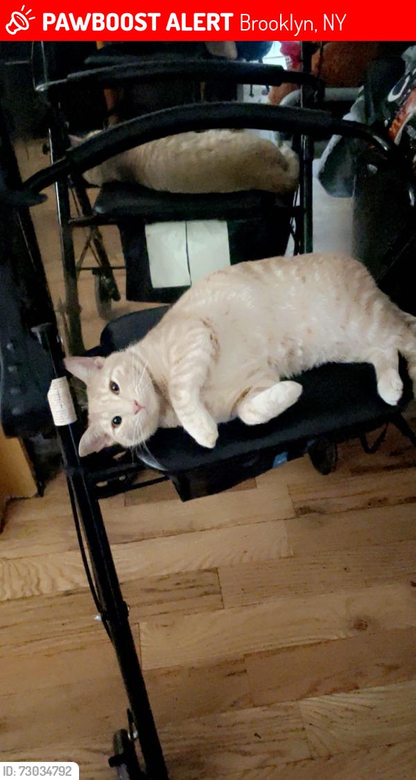 Lost Female Cat last seen Near eldert street , Brooklyn, NY 11207