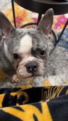 Reunited Male Dog last seen Asterwood Ln, Atlanta, GA 30331, USA, Atlanta, GA 30331