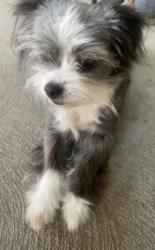 Lost Female Dog last seen California Parkette on California Avenue , West Covina, CA 91790