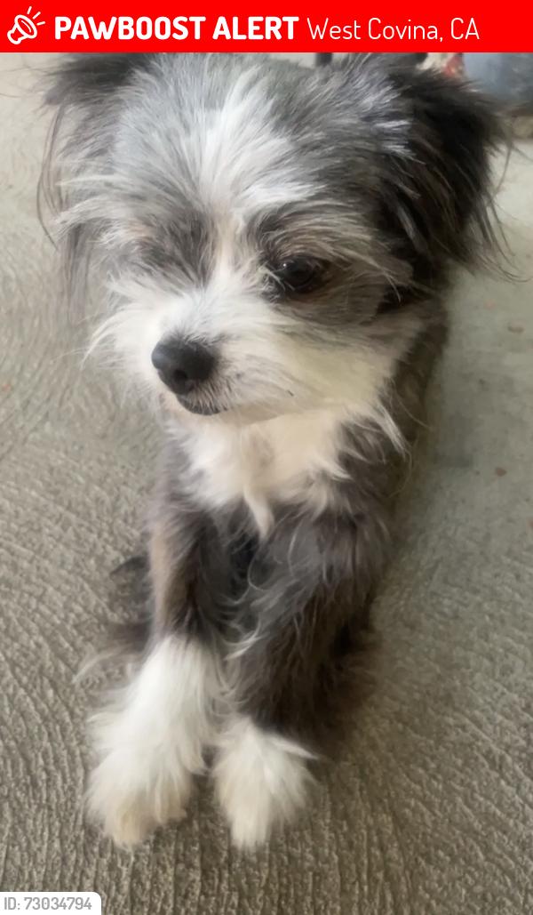 Lost Female Dog last seen California Parkette on California Avenue , West Covina, CA 91790