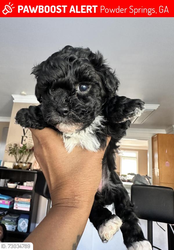 Lost Female Dog last seen Mountain oaks court , Powder Springs, GA 30127