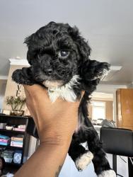 Lost Female Dog last seen Mountain oaks court , Powder Springs, GA 30127