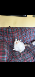 Lost Female Cat last seen 63rd and Oklahoma, Milwaukee, WI 53219