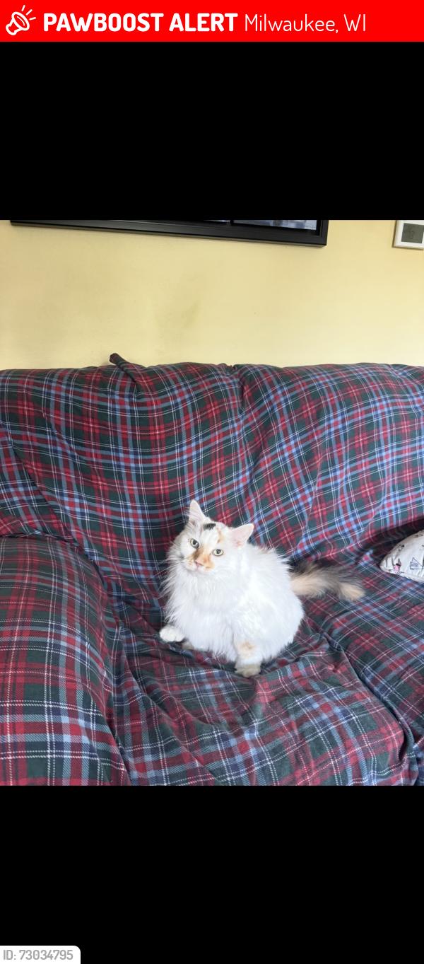 Lost Female Cat last seen 63rd and Oklahoma, Milwaukee, WI 53219