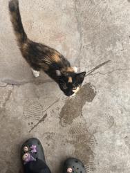 Found/Stray Female Cat last seen Houston St., angleton texas, Angleton, TX 77515