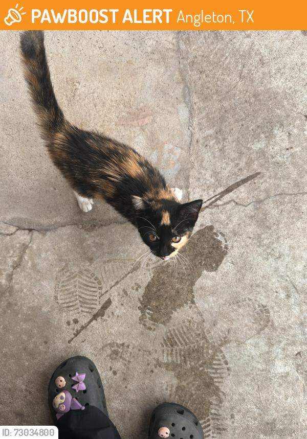 Found/Stray Female Cat last seen Houston St., angleton texas, Angleton, TX 77515