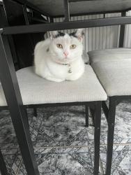 Lost Female Cat last seen Beechfield road swinton m27, Swinton, England 