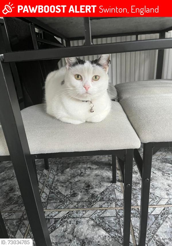 Lost Female Cat last seen Beechfield road swinton m27, Swinton, England 