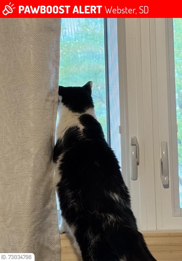 Lost Male Cat last seen Near E 3rd Street, Webster SD, Webster, SD 57274