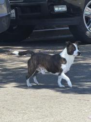Found/Stray Male Dog last seen 22nd and imperial Avenue , San Diego ca 92113, San Diego, CA 92102