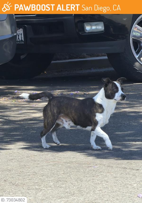 Found/Stray Male Dog last seen 22nd and imperial Avenue , San Diego ca 92113, San Diego, CA 92102