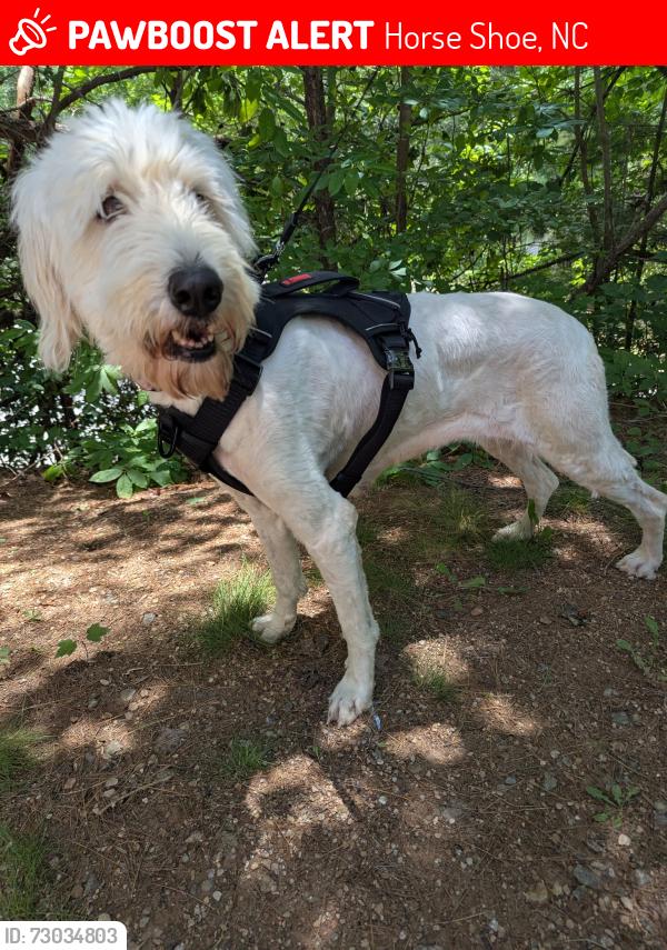 Lost Female Dog last seen Bradley Place , Horse Shoe, NC 28742