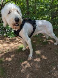 Lost Female Dog last seen Bradley Place , Horse Shoe, NC 28742