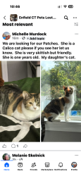 Reunited Female Cat last seen First Ave, Enfield, CT 06082