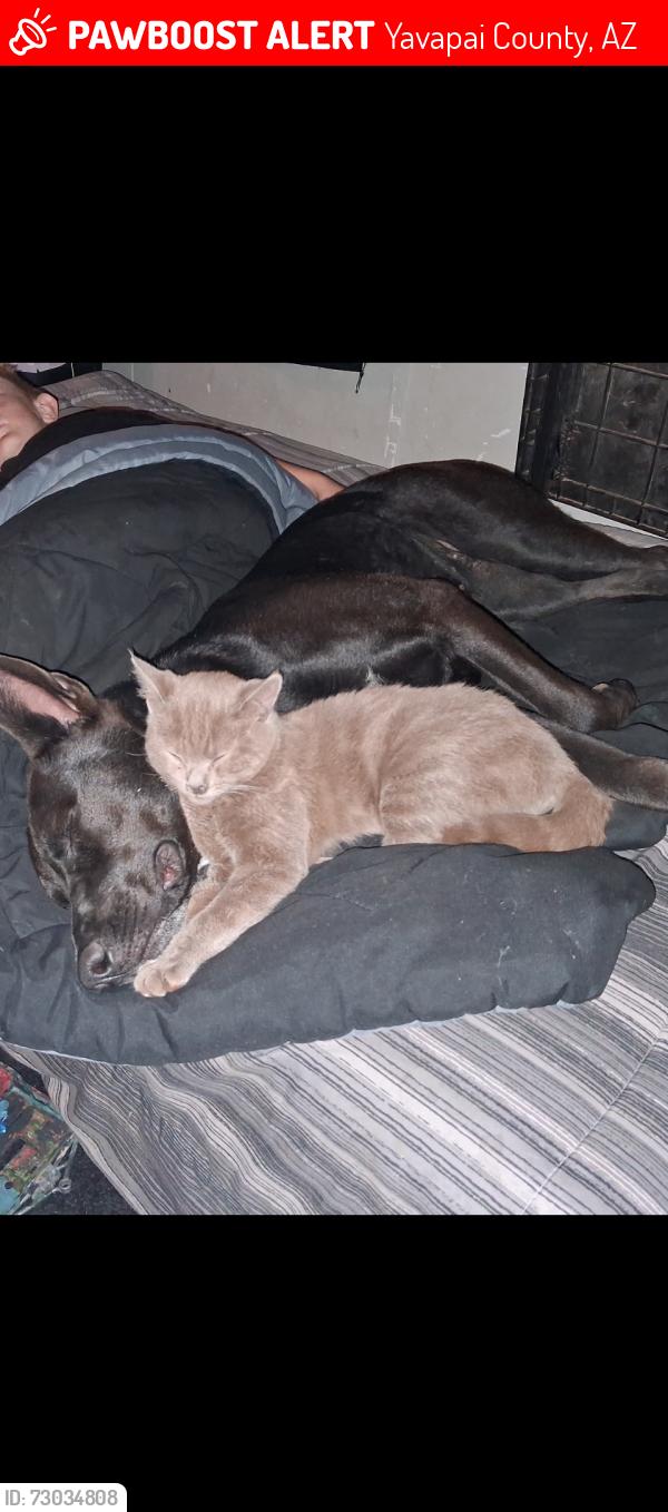 Lost Male Cat last seen Off grid camping, Yavapai County, AZ 86303