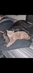 Lost Male Cat last seen Off grid camping, Yavapai County, AZ 86303