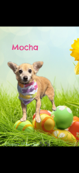 Lost Female Dog last seen 6th St & Ave A off Grand Ave, Bacliff, TX 77518