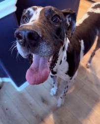 Found/Stray Female Dog last seen Near veranda ct, San Antonio, TX 78250