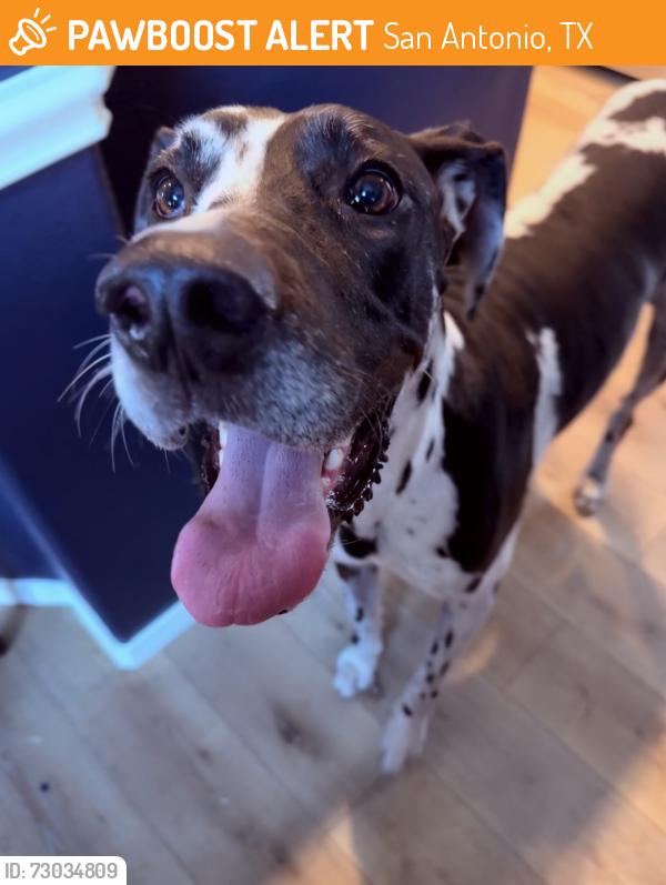Found/Stray Female Dog last seen Near veranda ct, San Antonio, TX 78250